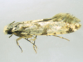 Nemapogon variatella